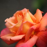 Floral_0015.JPG